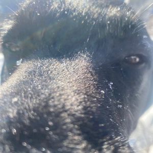 Meet your Posher, Bella